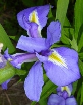 Zigzag Louisiana Iris, Lomance Louisiana Iris, Leafy Blue Flag Iris (Blue-Purple, Yellow Signals, Midseason), Iris brevicaulis
